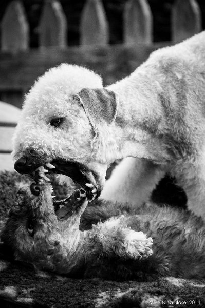 2014-07-13 Cherry & Line-7695-1.jpg - 11 Wochen / 11 weeksPlaying with Aveline.